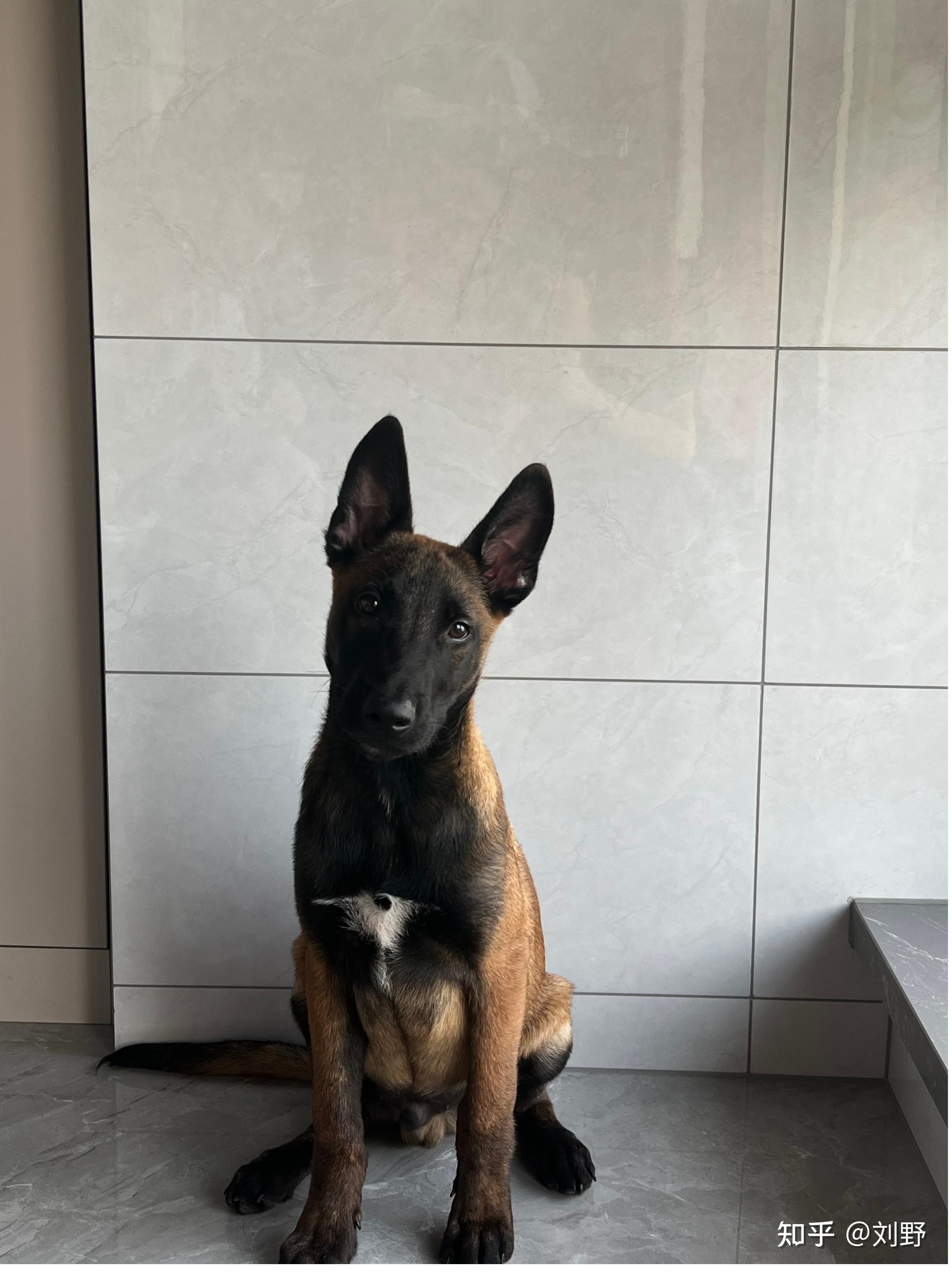 这个是马犬还是串串?能长多大(2个月),求助各位,谢谢!