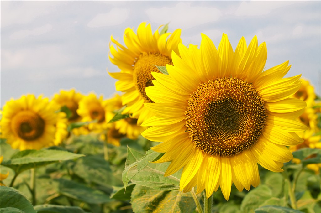 有没有都是向日葵的壁纸呢让人看了心情超好的