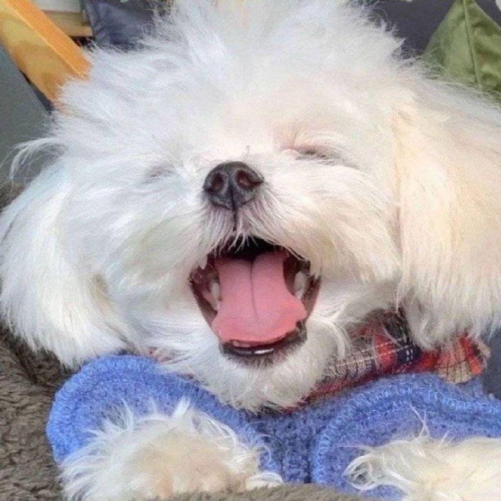 大家可以分享特别可爱有趣的背景图壁纸头像之类的吗