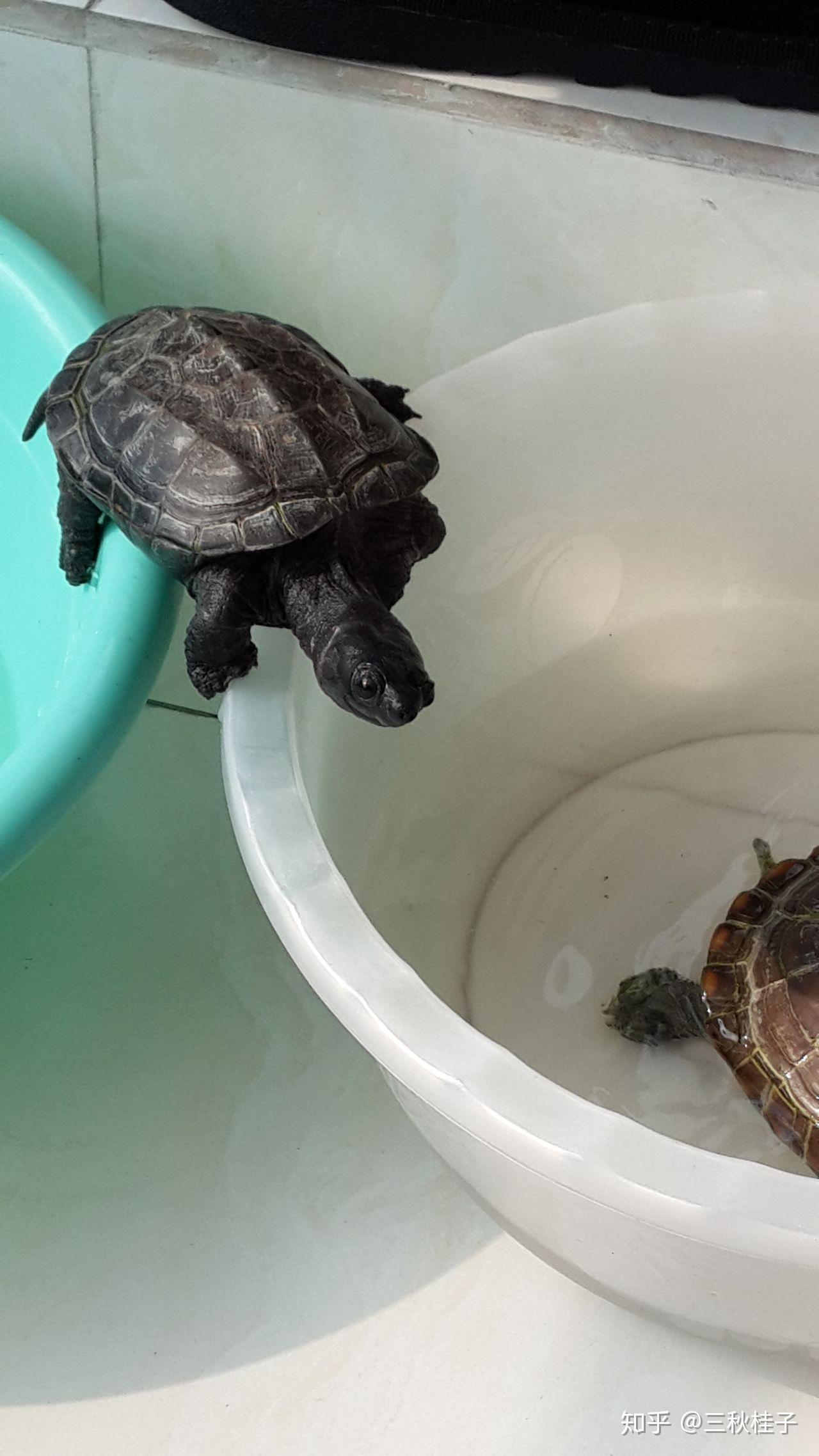 乌龟为什么叫"乌"龟,乌是颜色吗? - 知乎