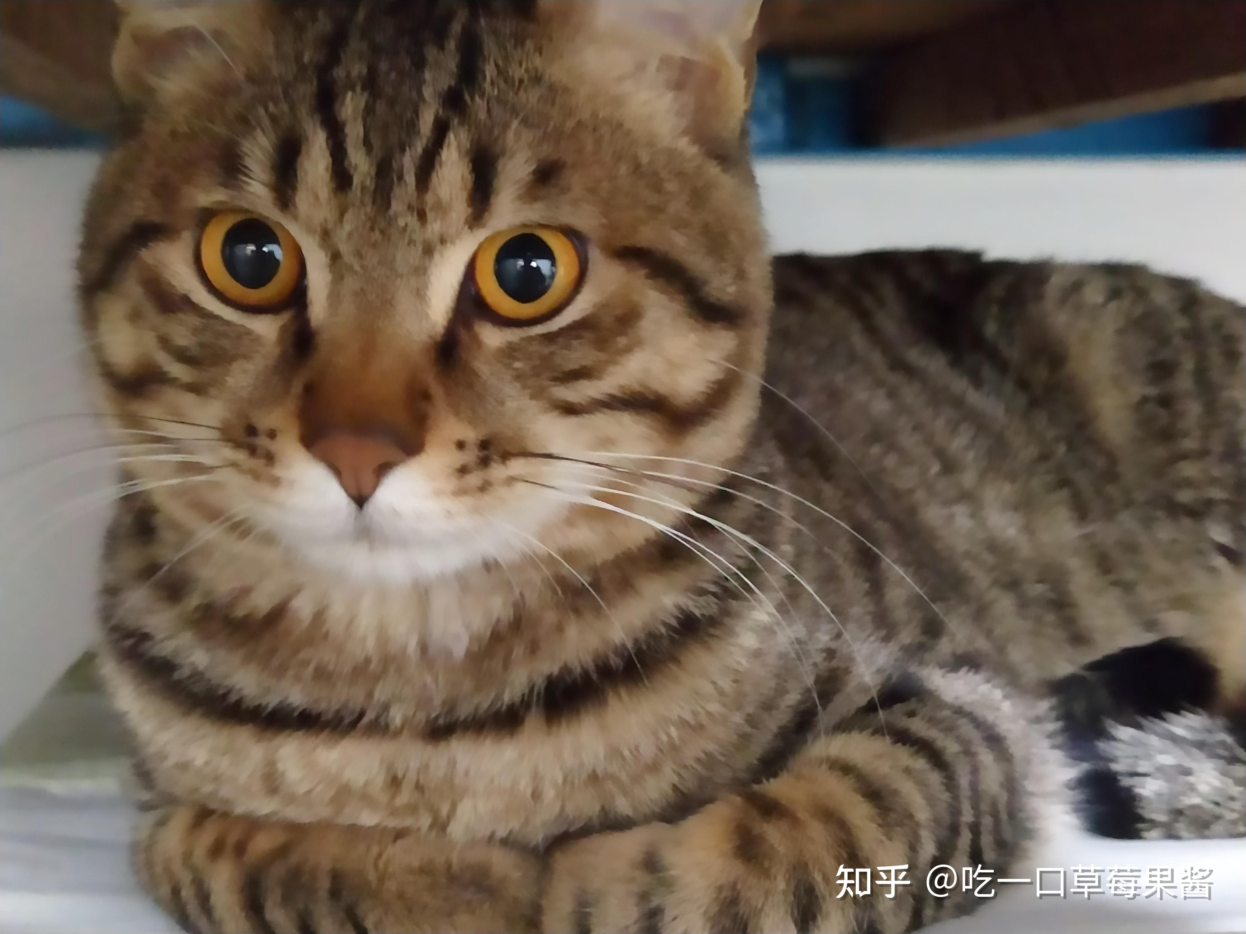 狸花猫可以漂亮到什么程度