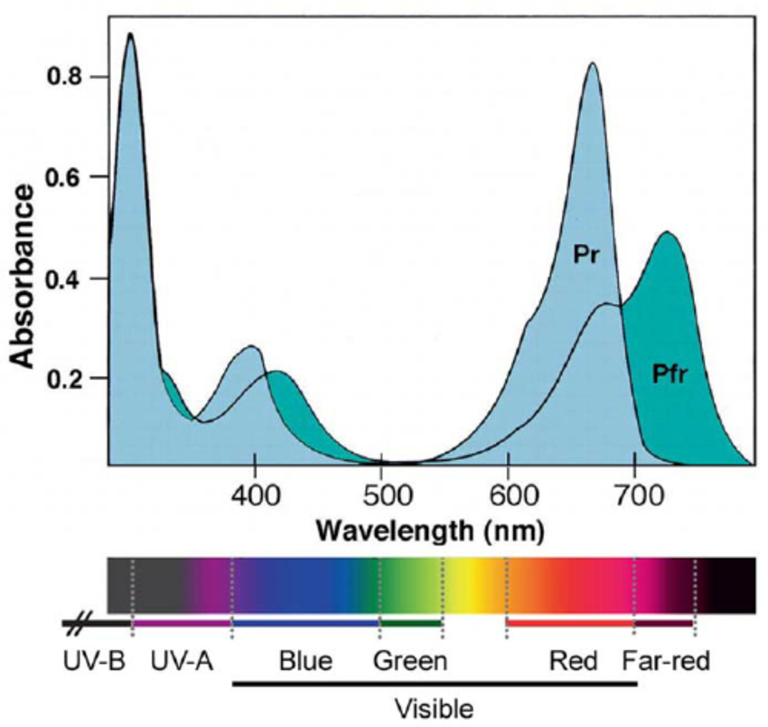 光合色素光谱图片