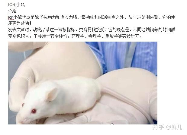 实验鼠类品种介绍——和你想象中的老鼠有区别吗？ - 知乎