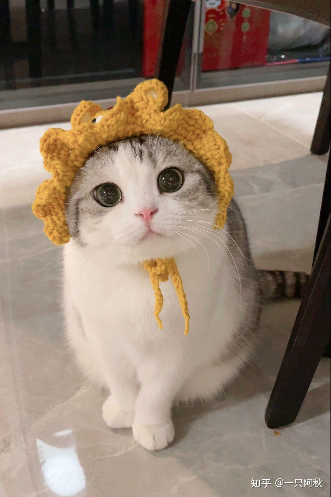 如何评价香香软软的小泡芙? - 知乎