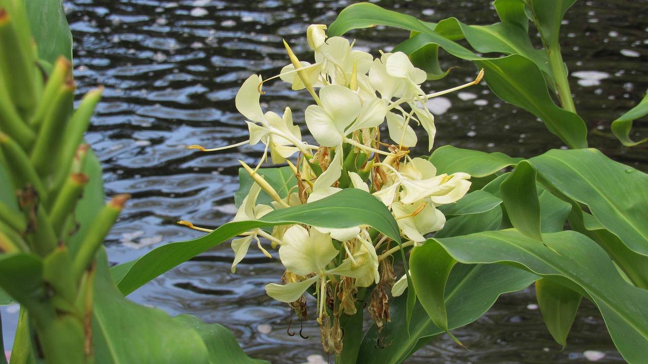 4. 兰草盆栽价格