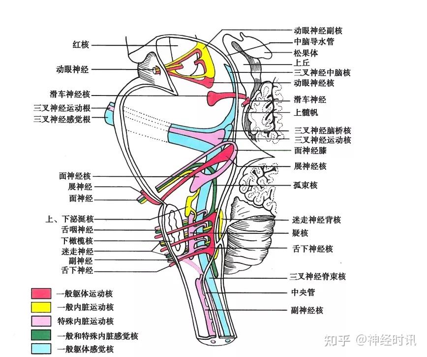 干货满满|神经解剖学习-脑干 - 知乎