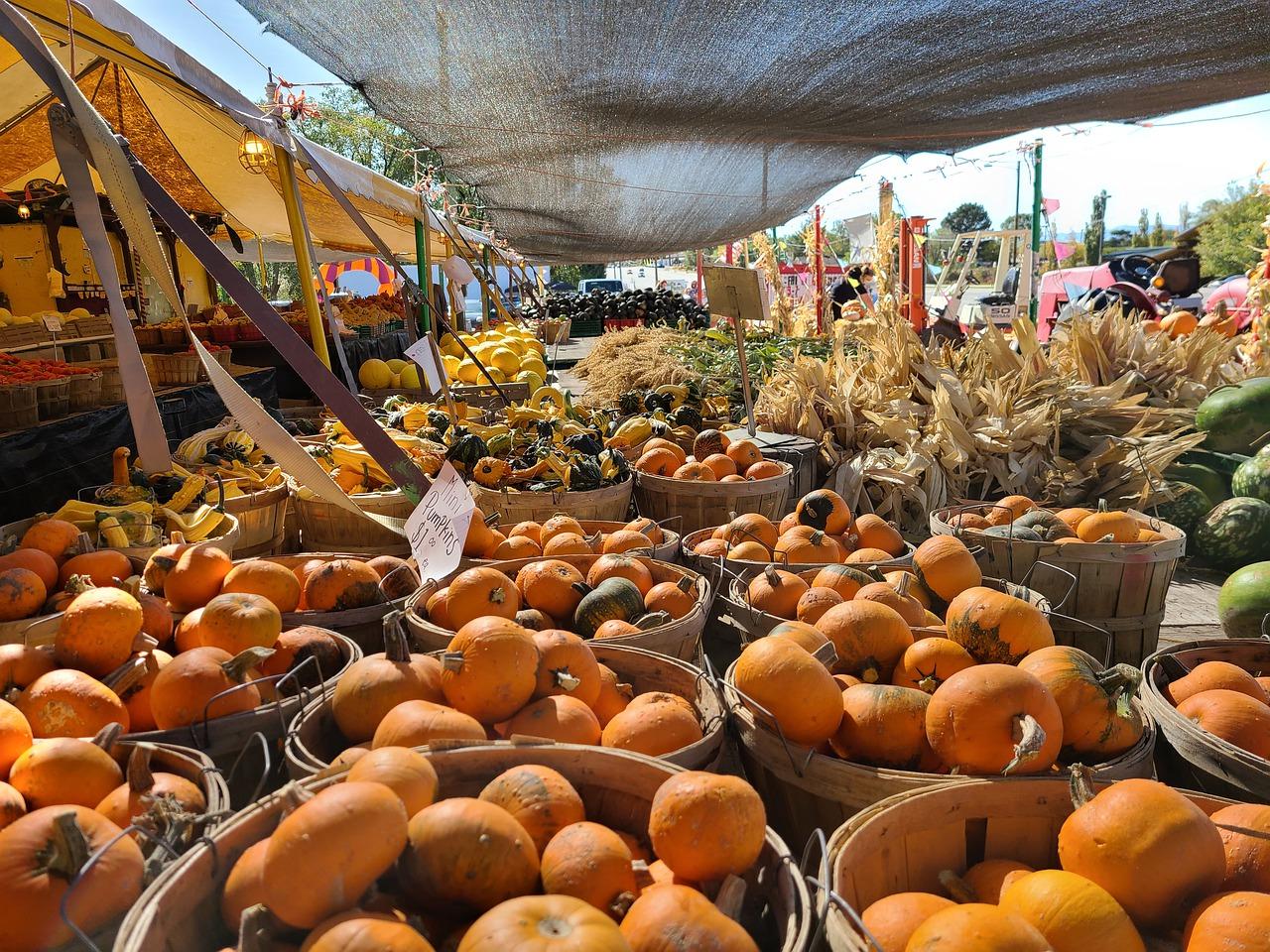 金黄田野笑迎秋