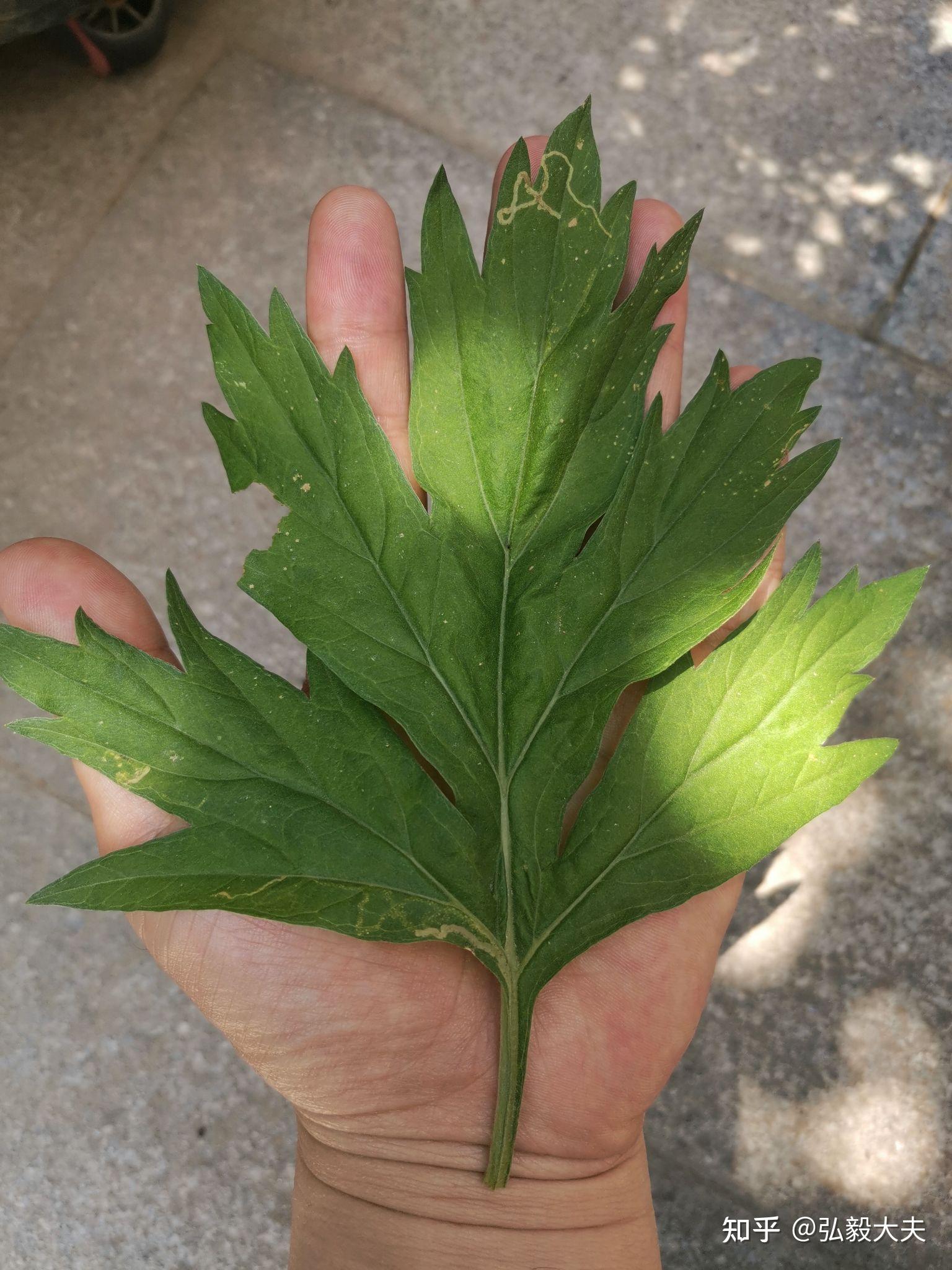 圆叶艾草是个什么品种