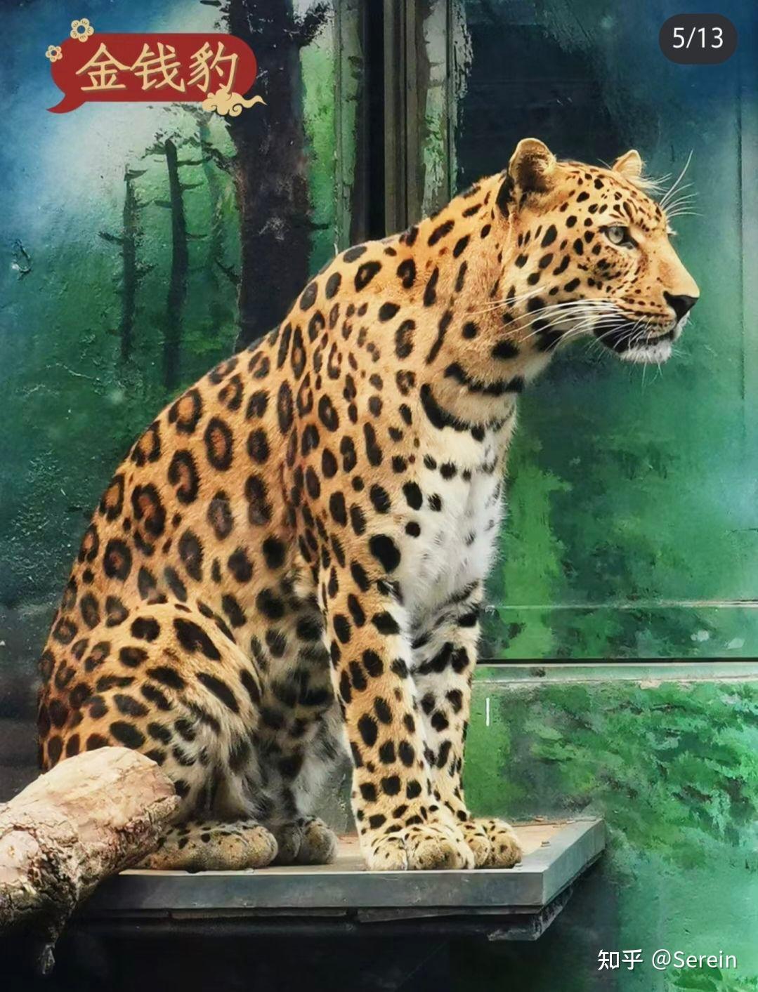 国际珍稀动物保护日,你知道哪些珍稀动物?