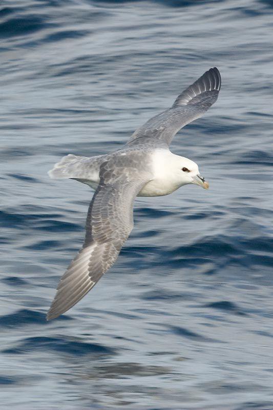 鸟的翅膀怎么画啊?求助!