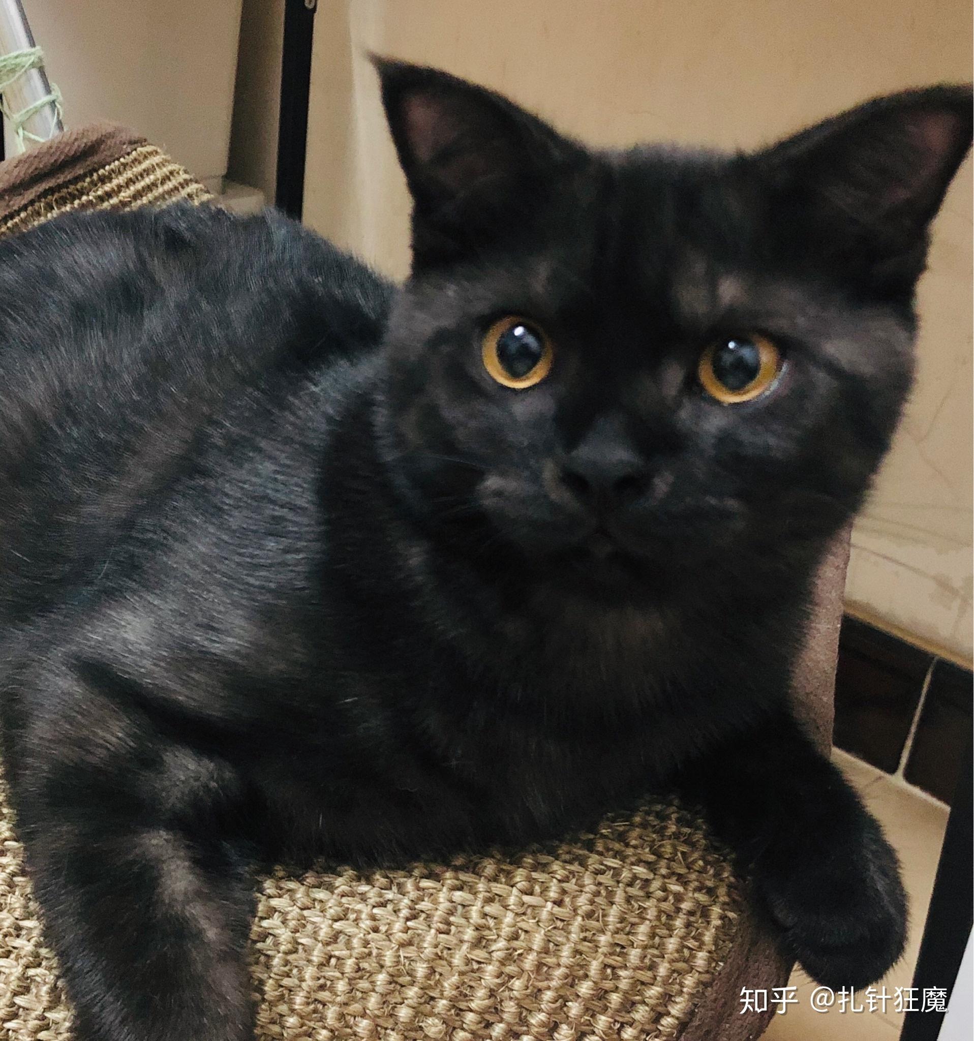 美短没有纯黑色的吗