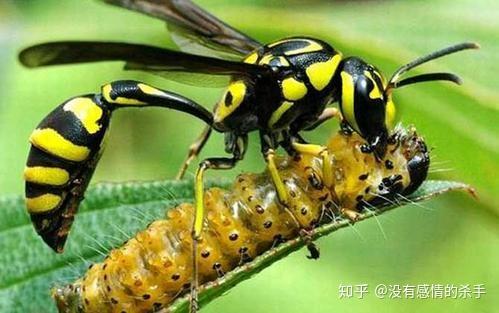 在房间发现了两只类似蜜蜂的虫子,问一下这是什么蜂啊?