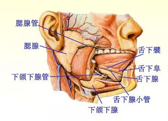 人的口水分泌情况大概如何 知乎