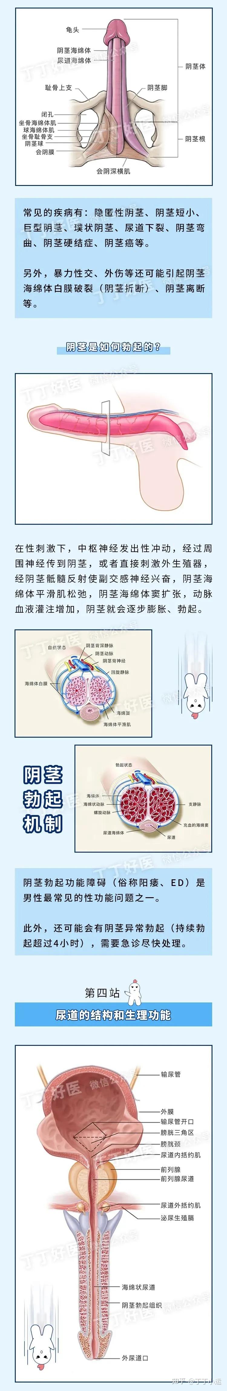 【25张图】详解男性生殖解剖与男性健康 - 知乎