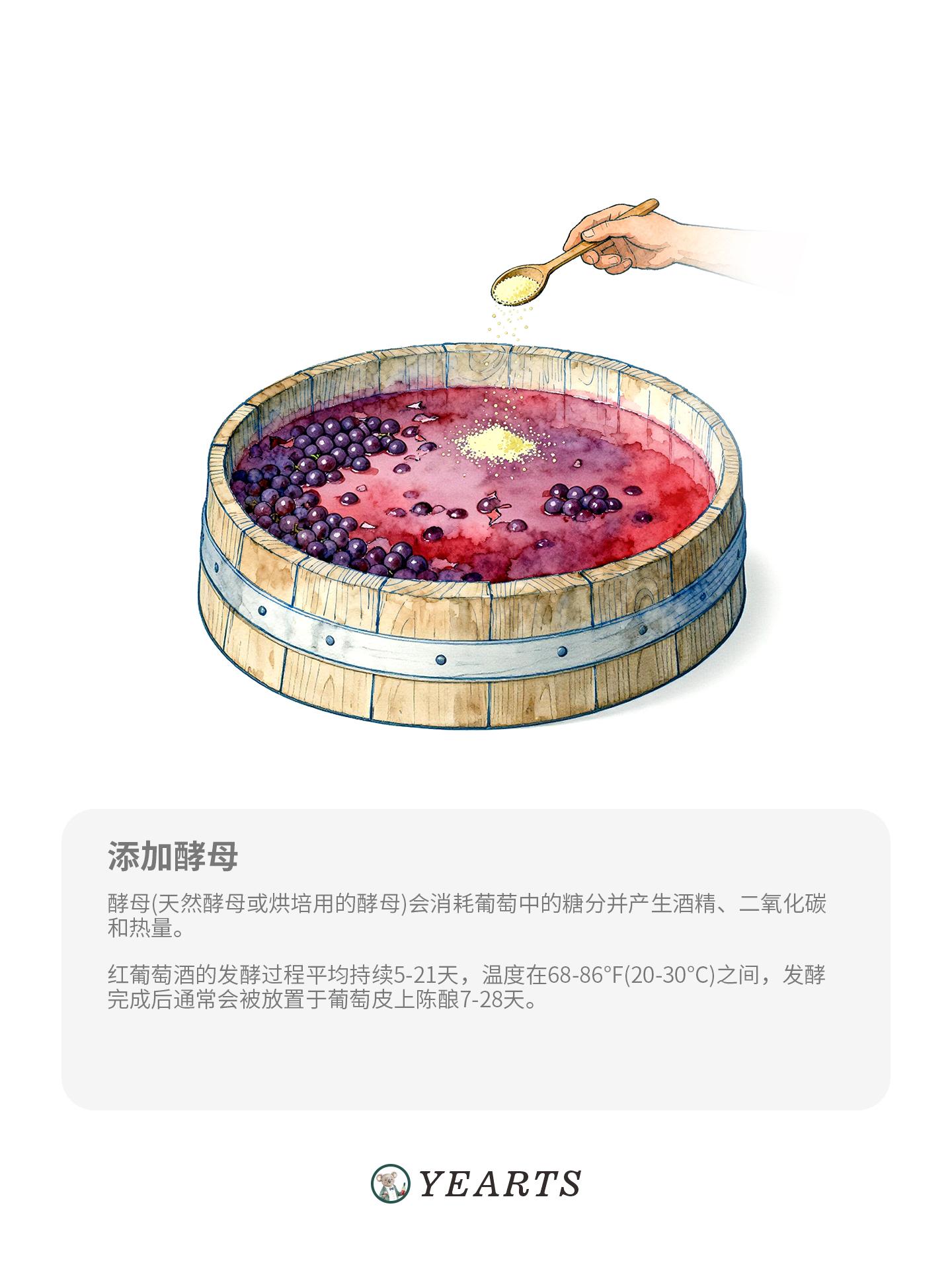 图片[3]-葡萄酒酿造步骤-yearts