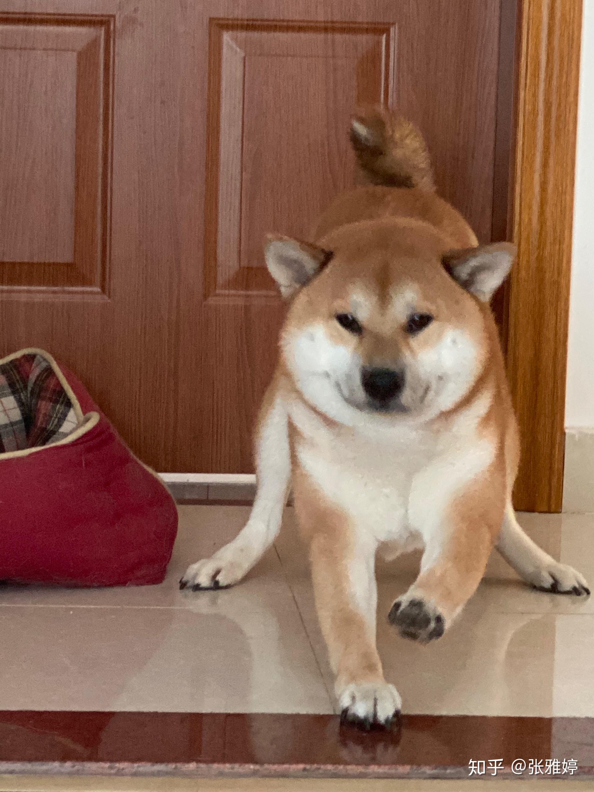 柴犬超大毛变色的各个阶段都是什么时候啊? - 知乎