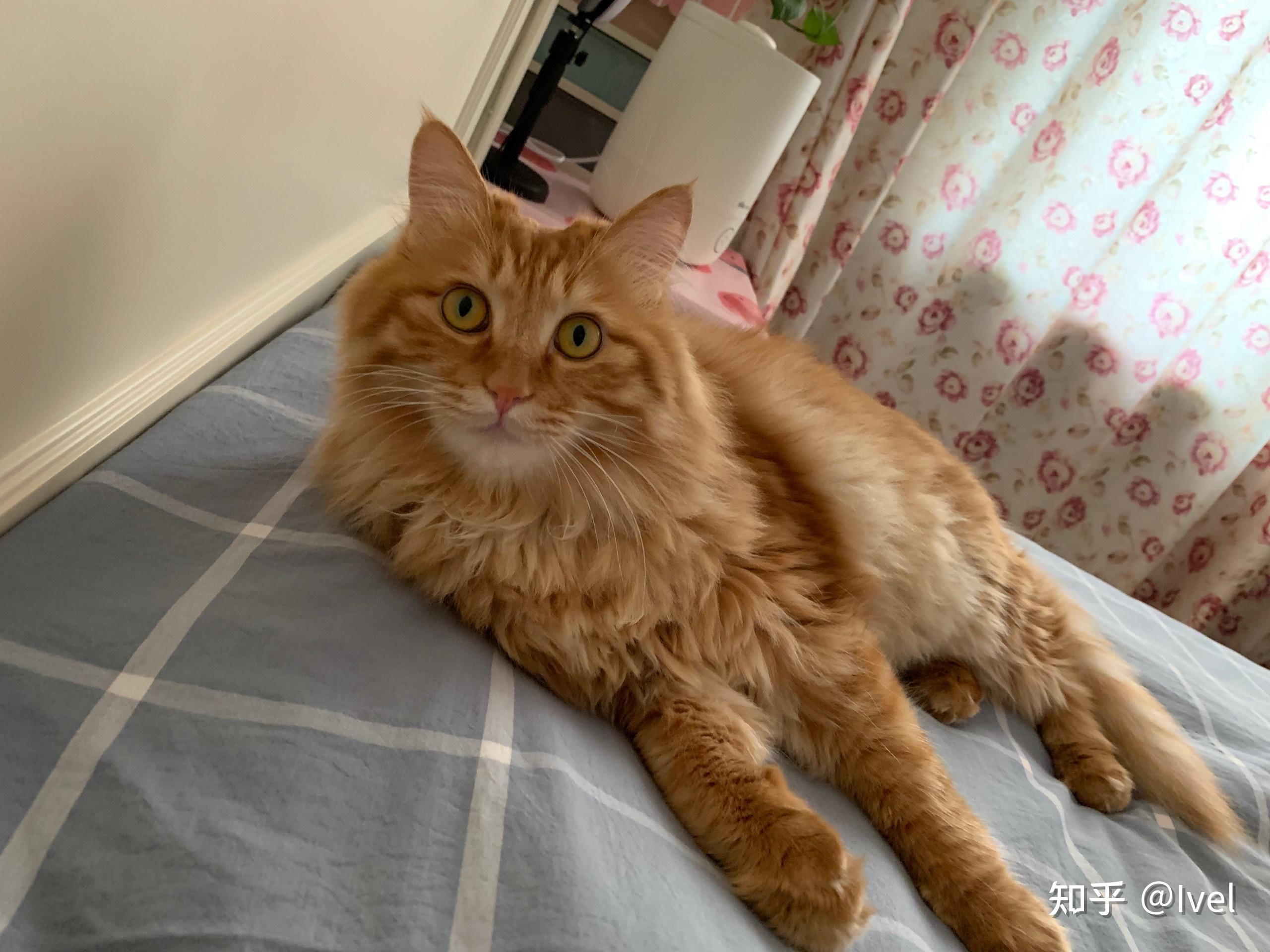 你们见过长毛橘猫吗?都有什么品种? - 知乎