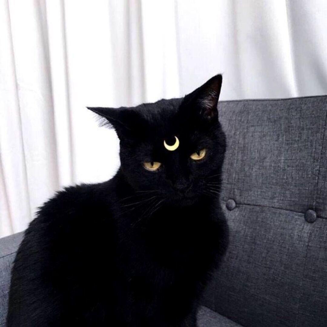 黑猫头像 霸气图片