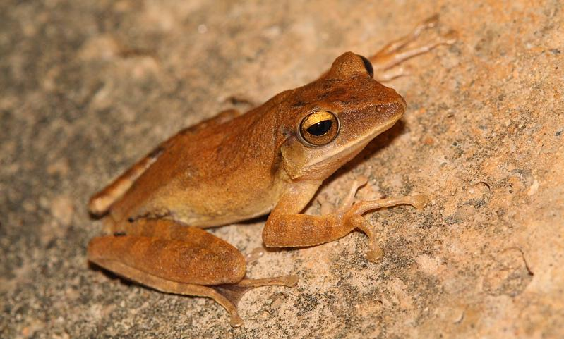 坐标浙江绍兴,请问这种黄色会爬竹子的青蛙是什么种类? - 知乎