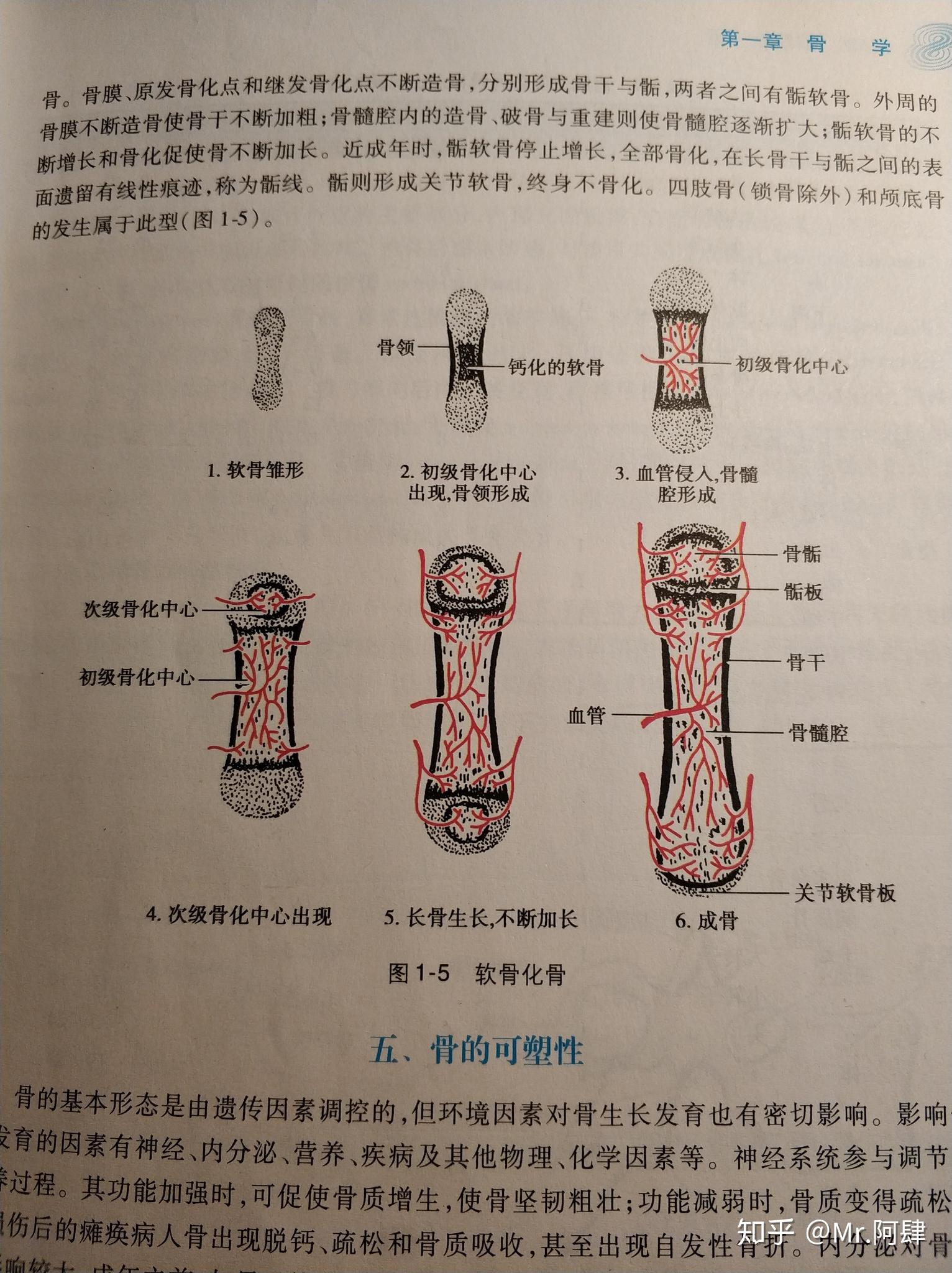 在系统解剖学中我想知道骺软骨干骺端和骺板的相对位置请各位老师指教