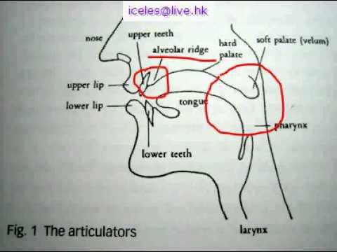 为什么法语美声歌曲或者歌剧选段小舌音r都发的是大舌音? - 知乎