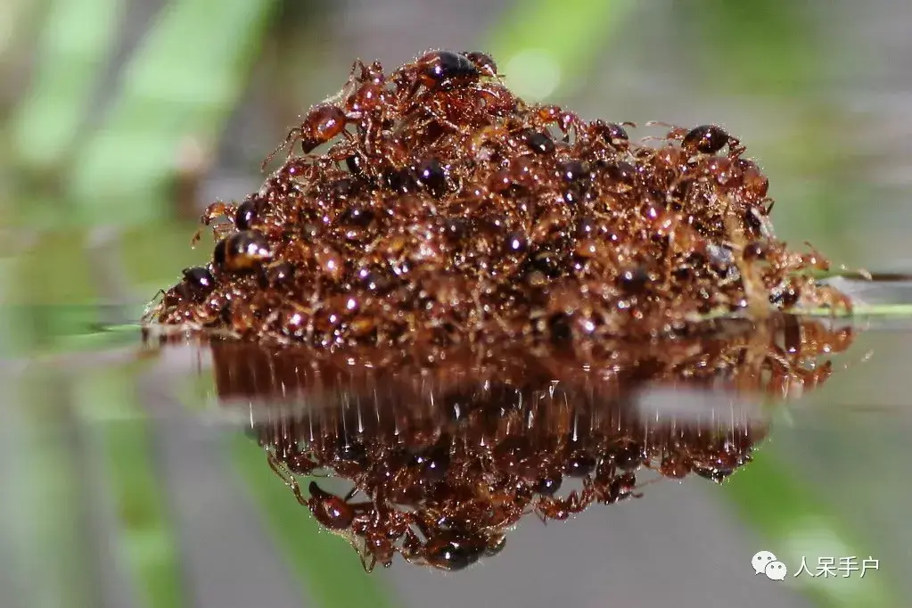 这是红火蚁吗怎么防治有效