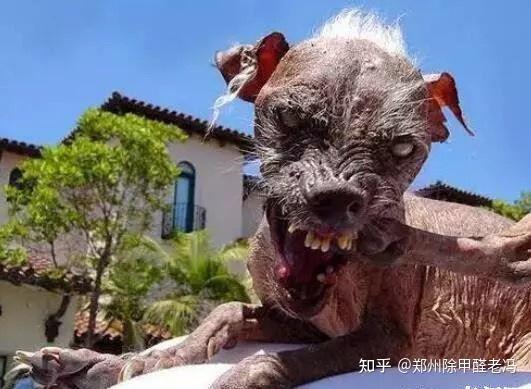 为什么长得丑活得久