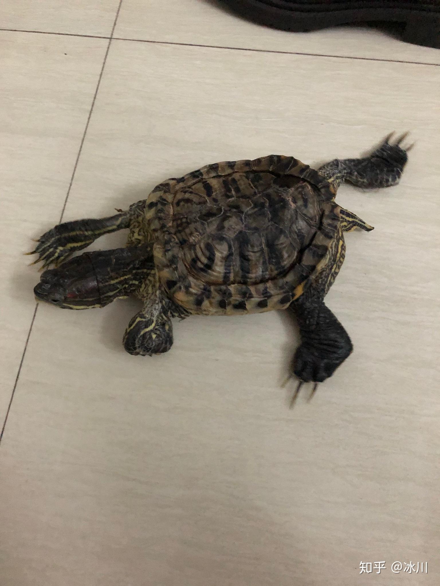 多大的巴西龟可以冬眠