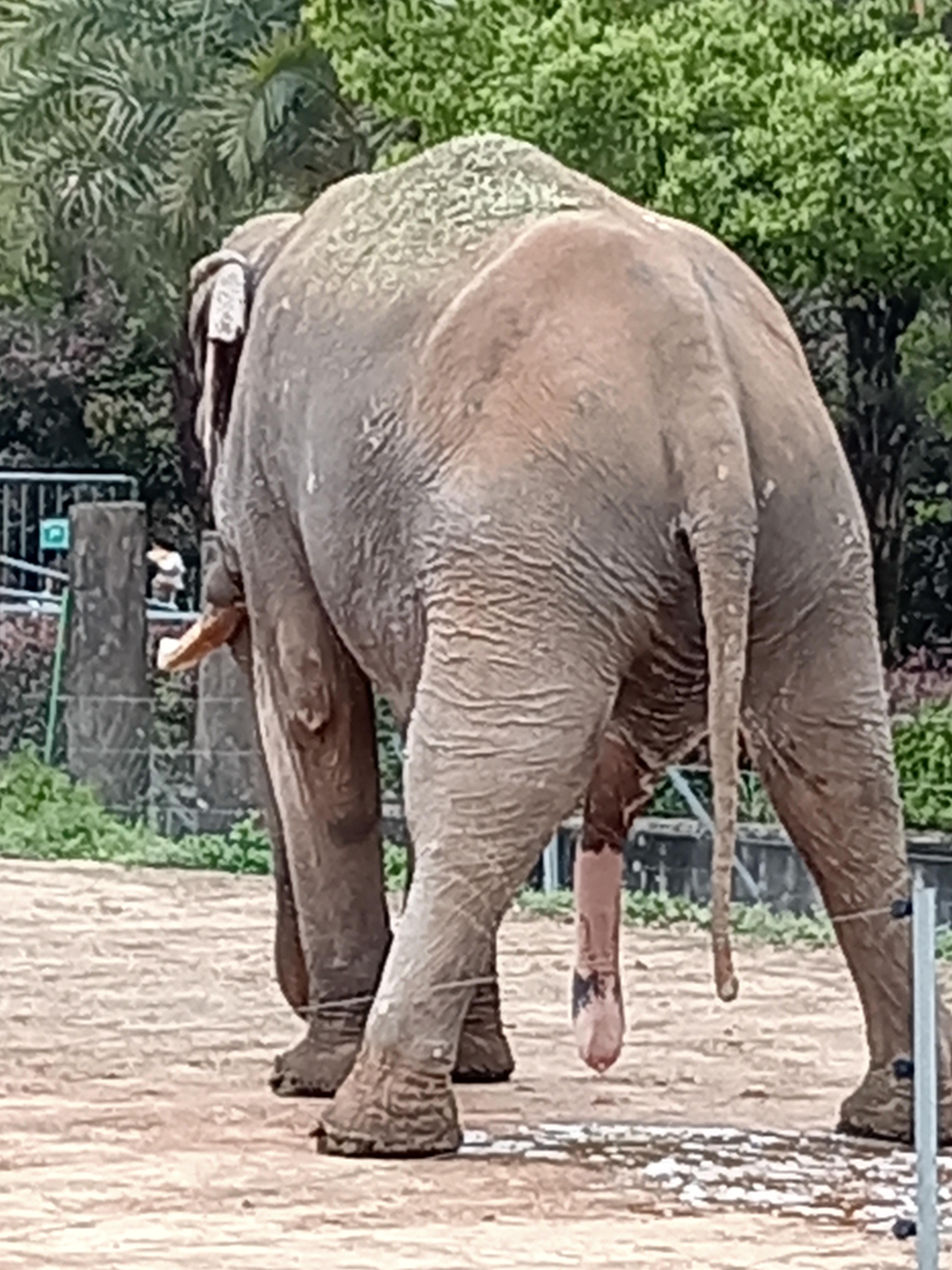 老虎可以猎杀一只成年健康的大象吗?