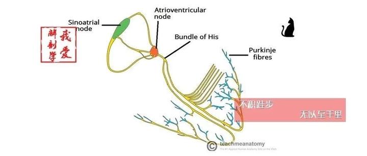 心的传导系统 - 知乎