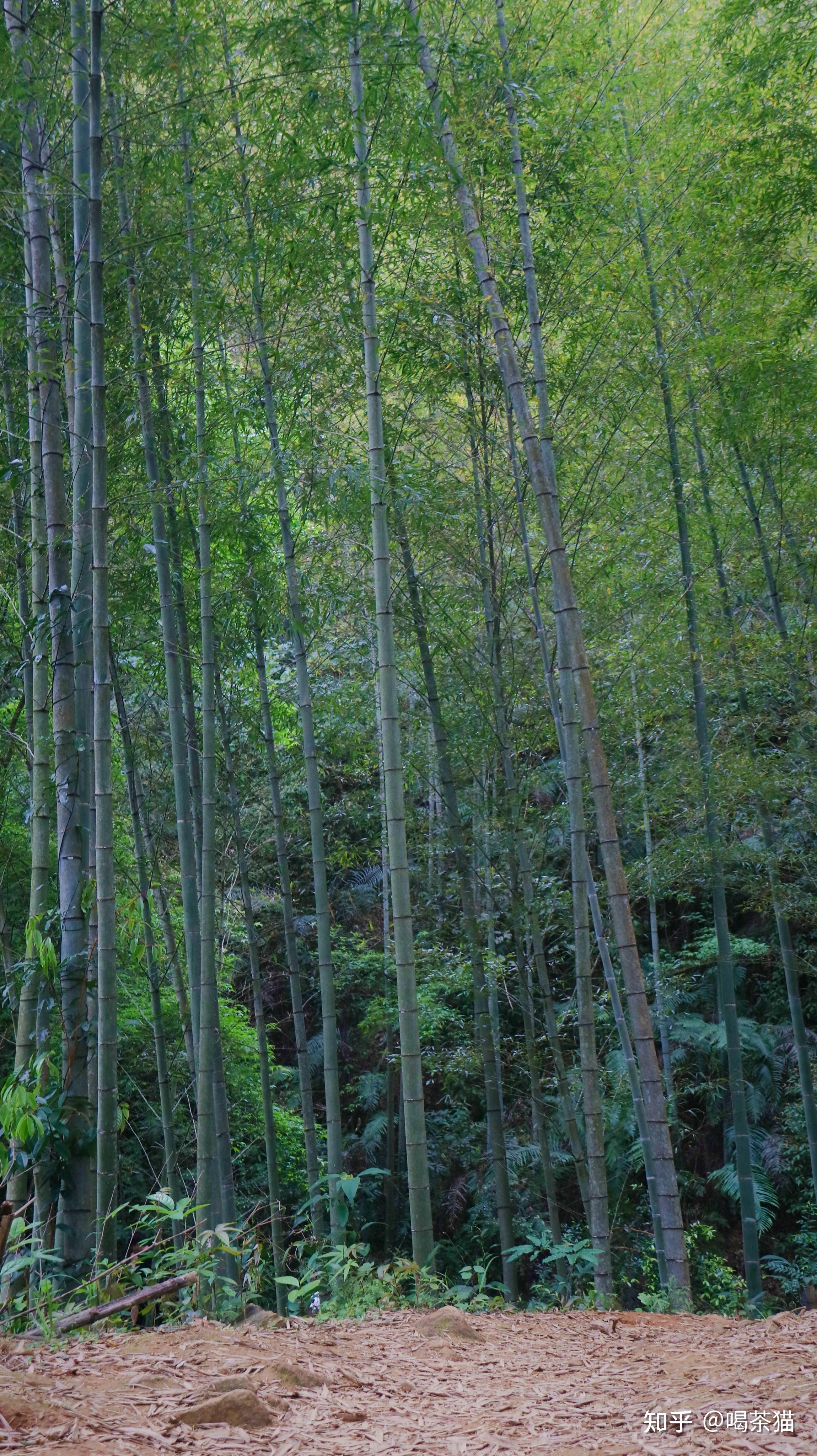 风吹竹海图片