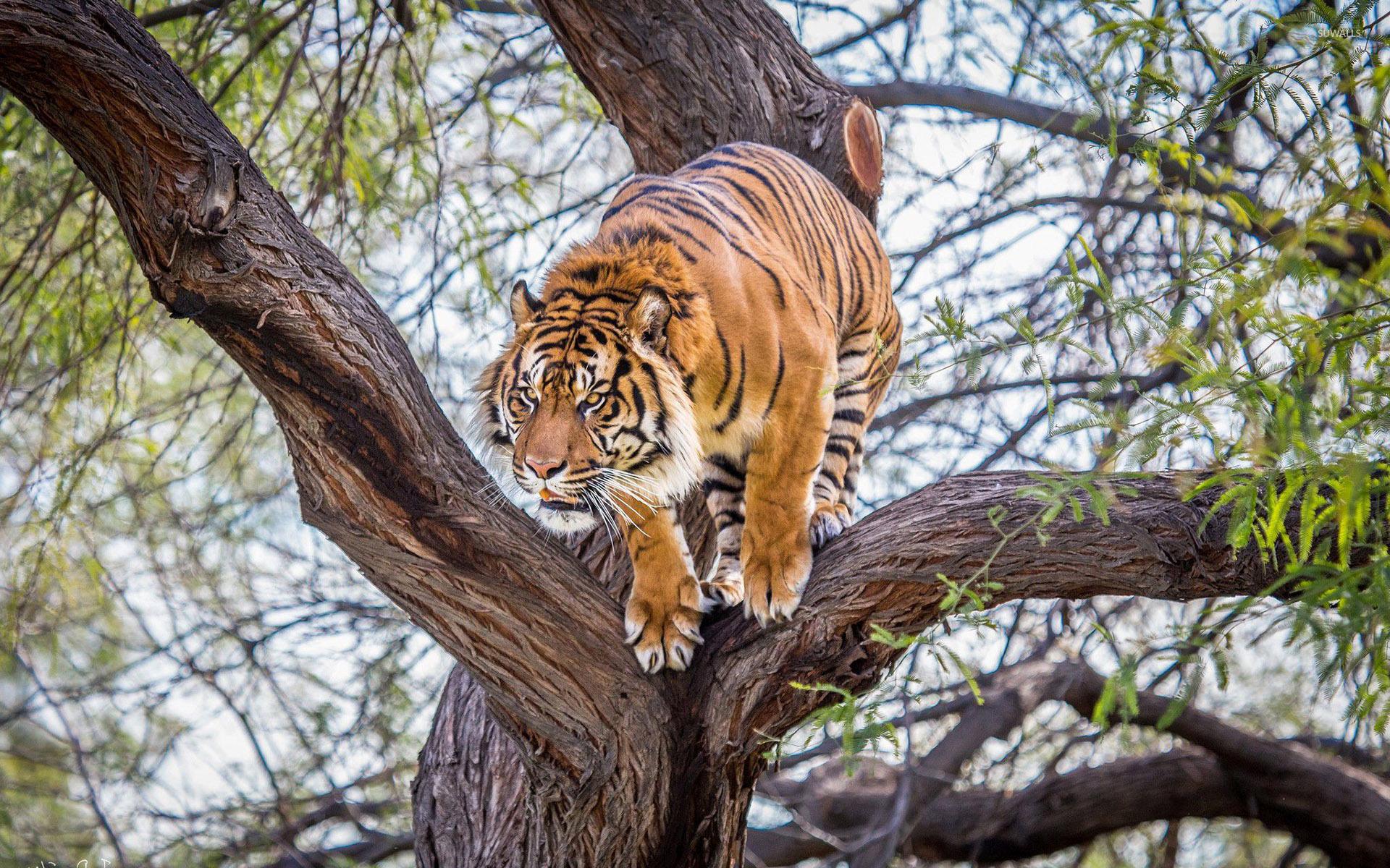 老虎趴在树上的图片图片