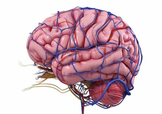 脑供血系统分类