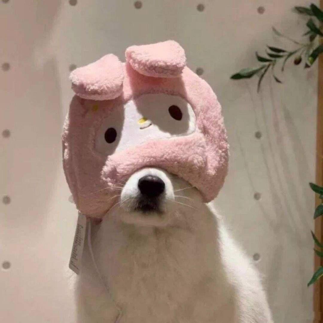 有没有类似这种的动物又沙雕又可爱的头像