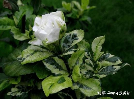 香精与香料(118)—栀子花 - 知乎