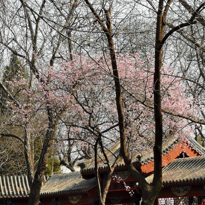 陪伴开花的树是幸福的 - 知乎