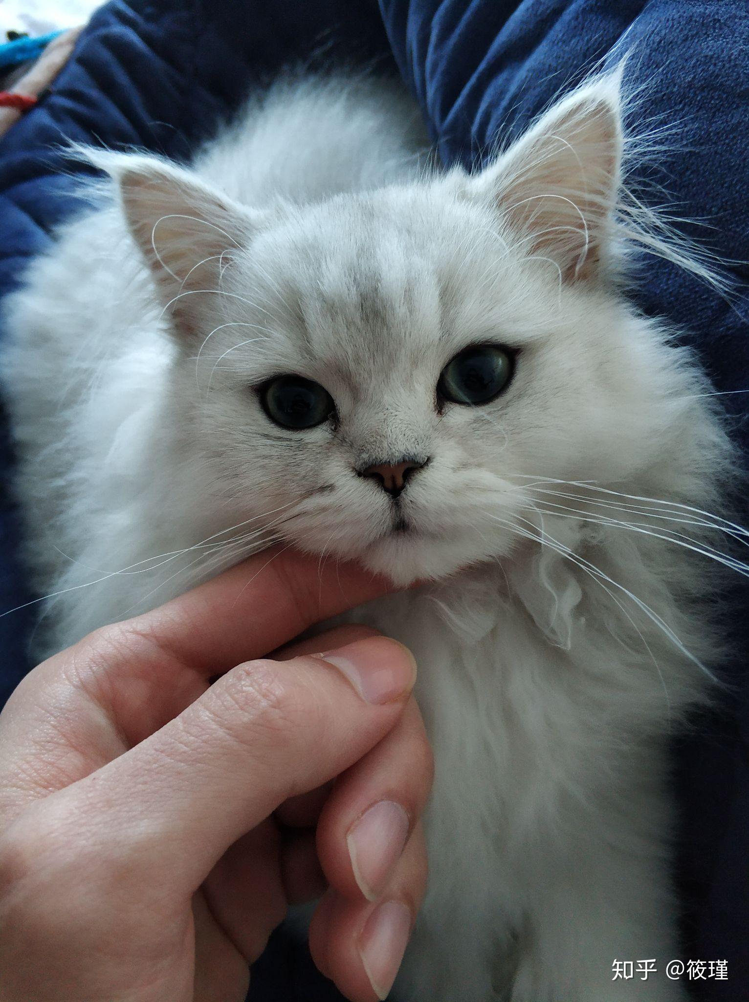 银渐层返祖猫与正常银渐层怎么选呢急求