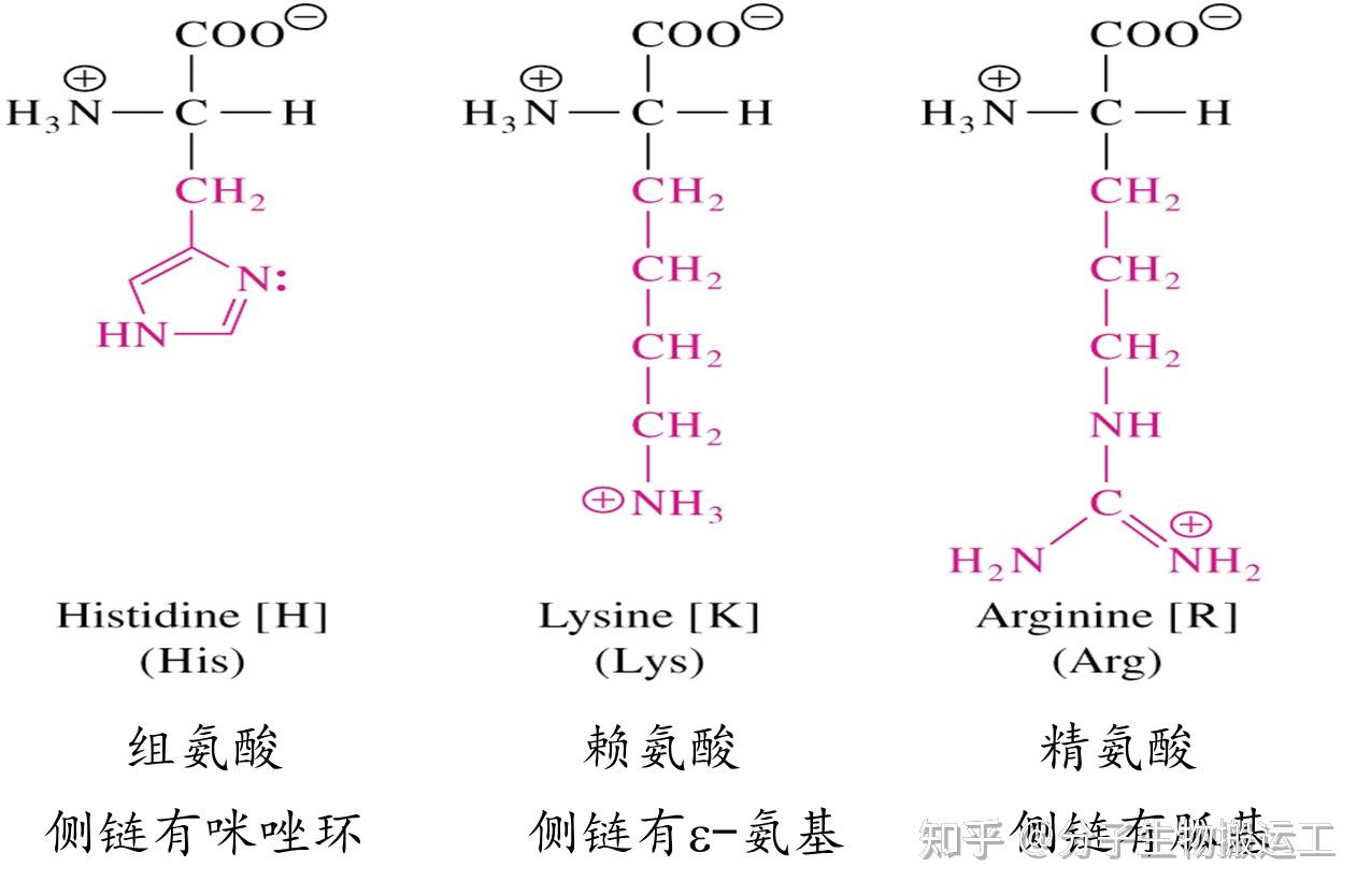 20种氨基酸结构式图片图片