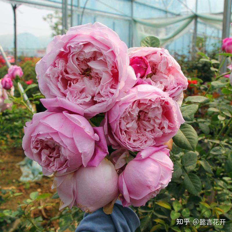 冬花 高さ1mのポインセチア「タワー9号・冬ハナビ」/クリスマス
