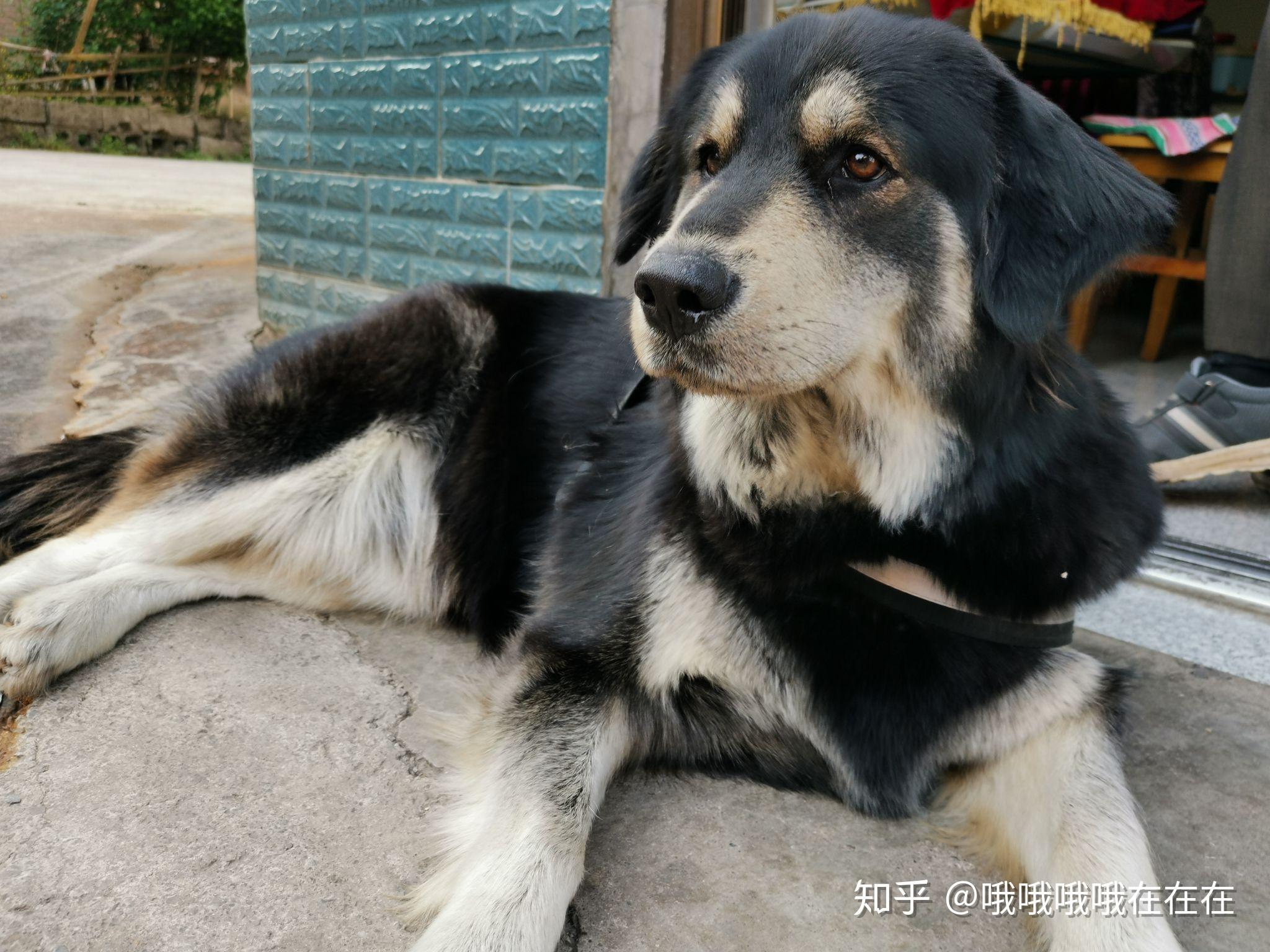 金毛公狗和阿拉斯加母狗生下来的小狗会是怎么样的呢? - 知乎