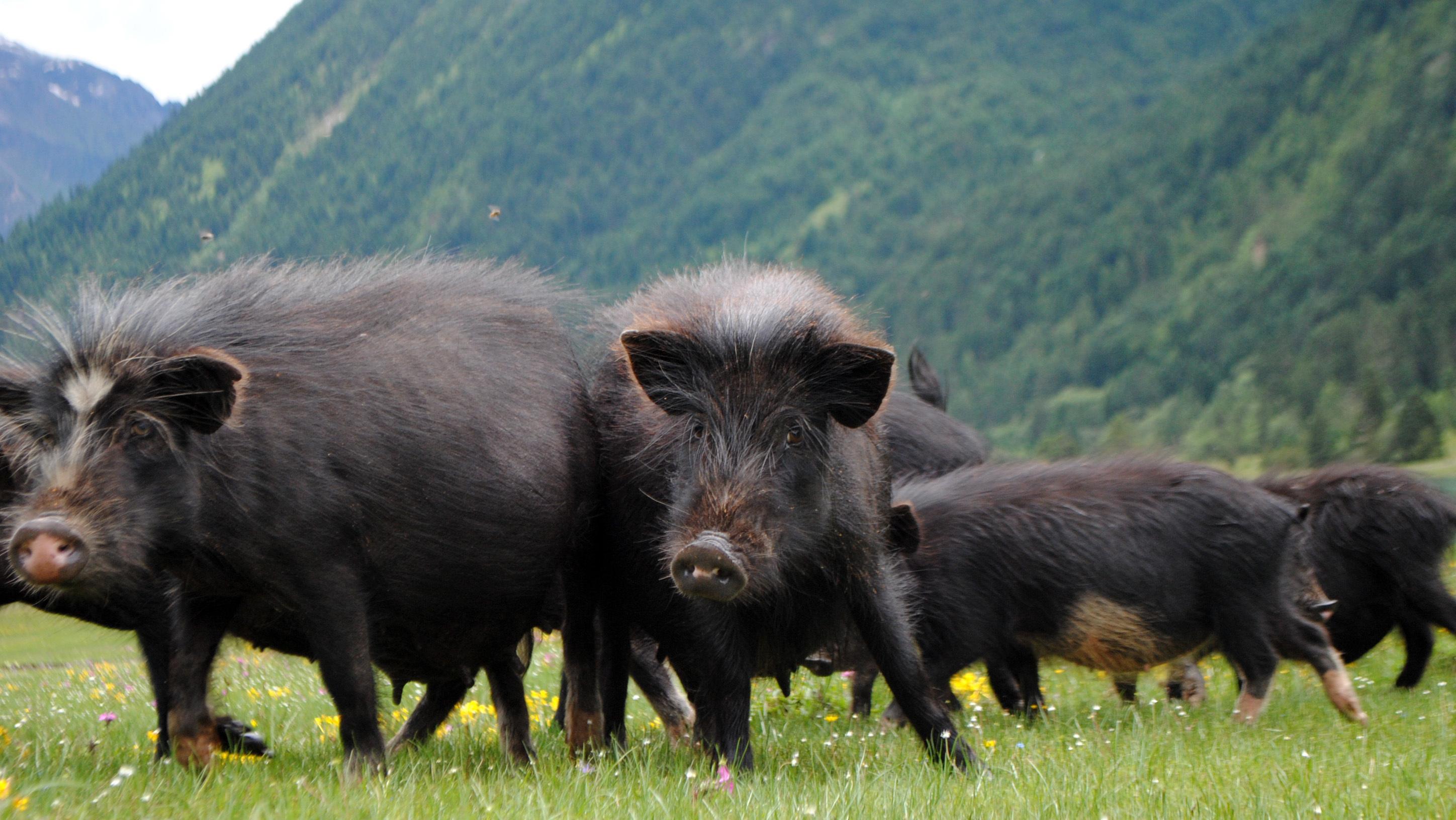 请大佬详细介绍一下养猪卖猪流程本人想去养猪希望可以提前了解一下