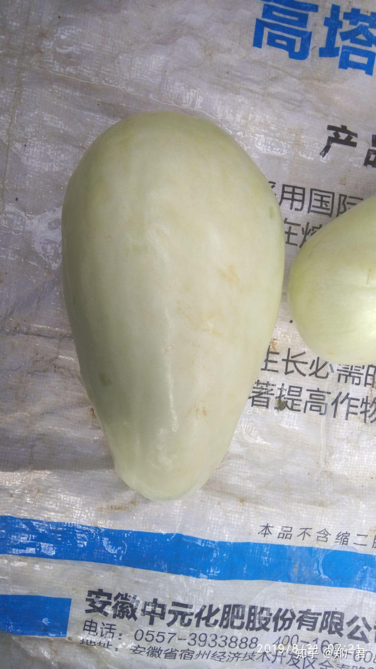 南方所说的"骚瓜"(读音)学名是什么? - 知乎