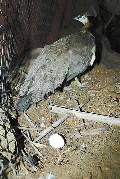 湖南雀之灵孔雀养殖介绍如何提高孔雀产蛋率