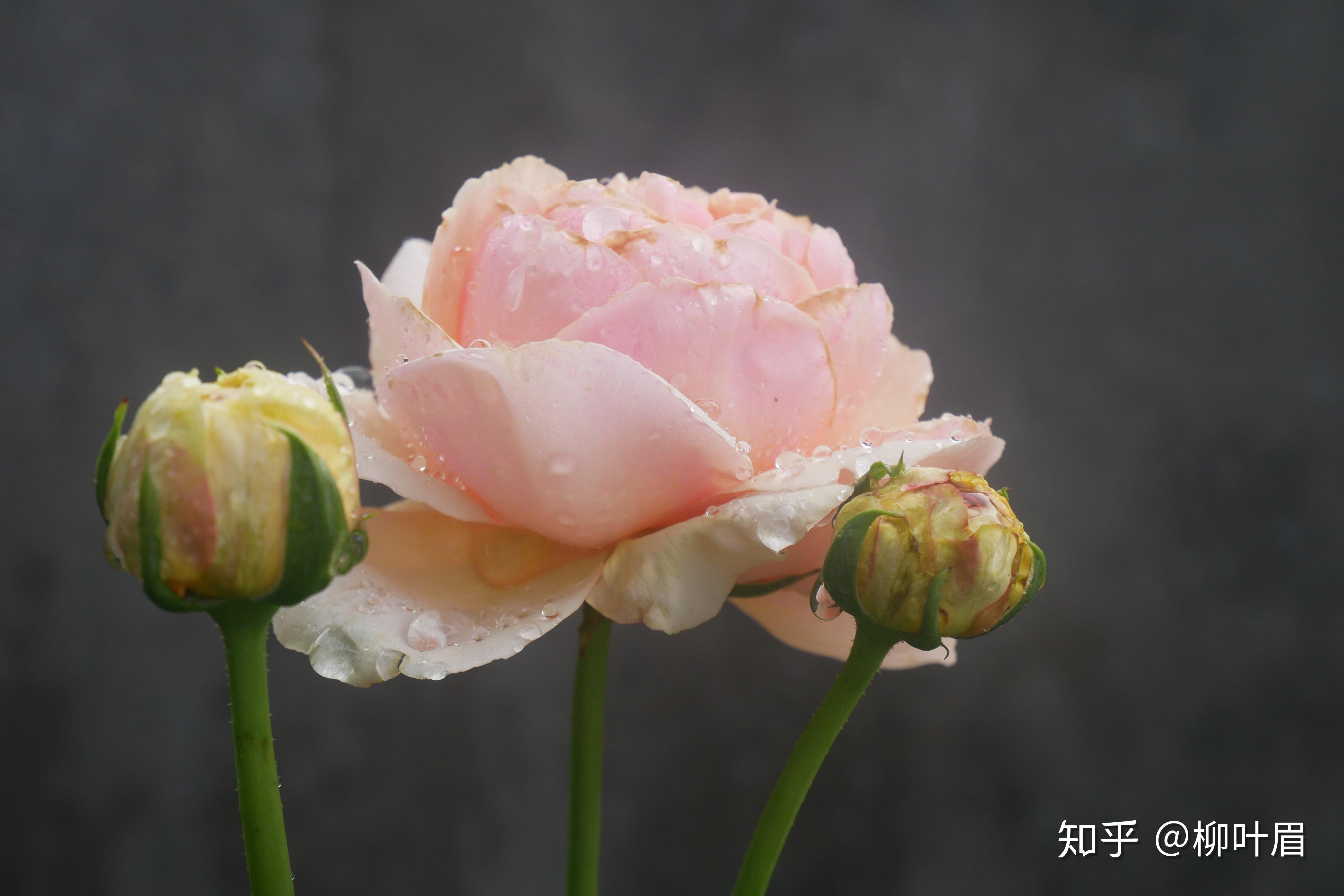 某宝上面有什么良心月季花店吗