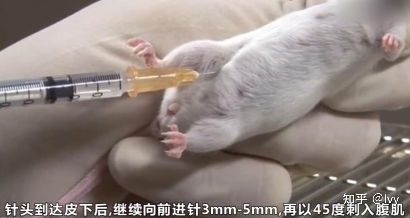小鼠腹腔注射,位置和角度有技巧吗? - 知乎