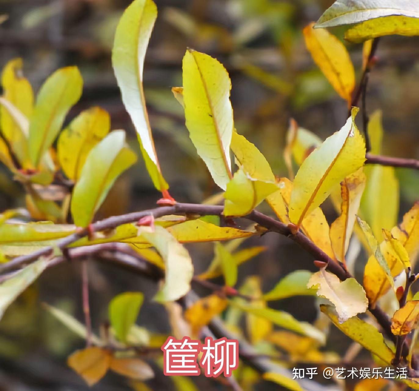 杨柳科植物有哪些 - 知乎