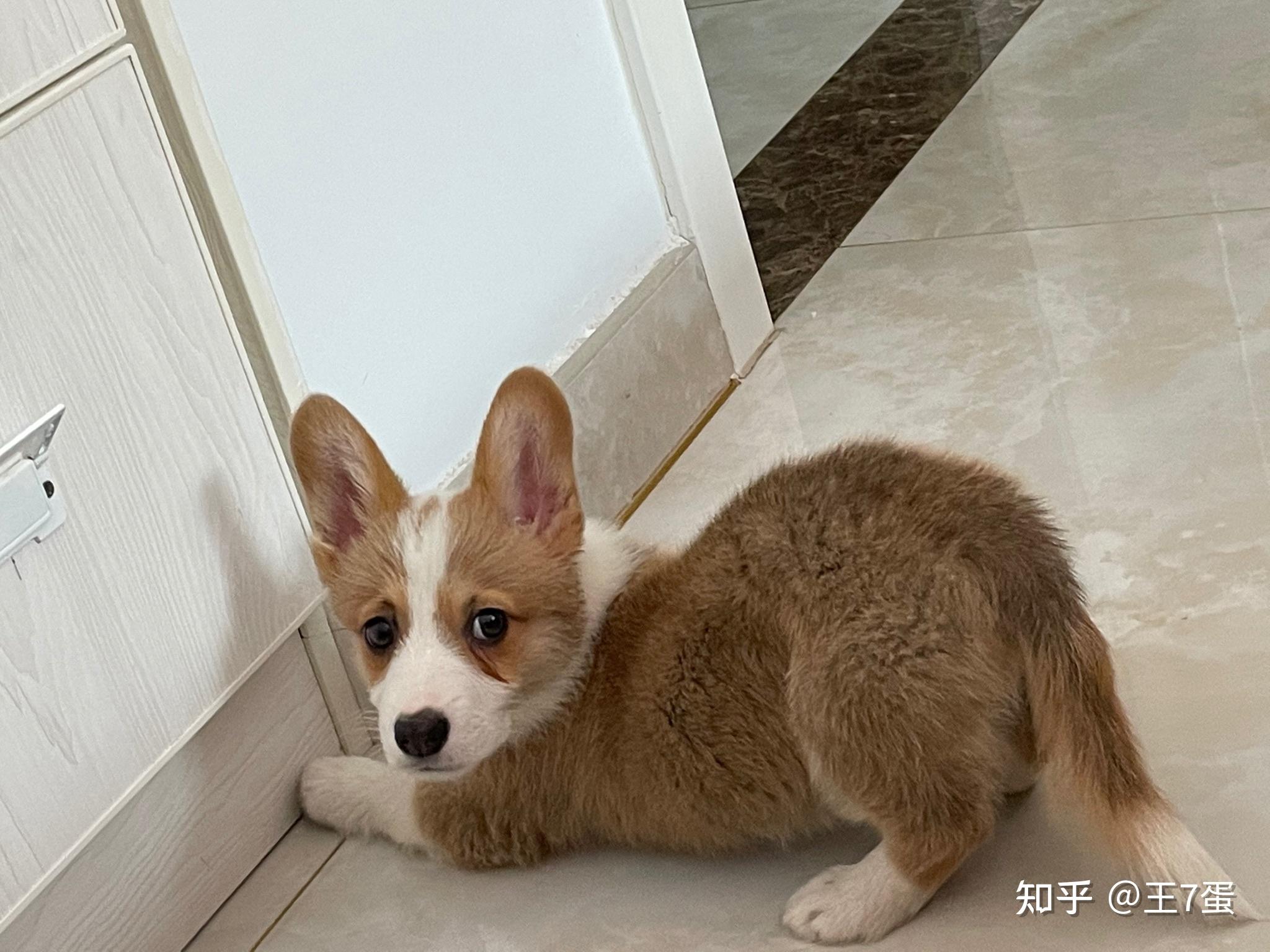 柯基不断尾会怎么样? - 知乎