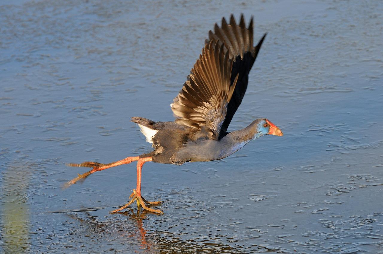 秋千下的快乐时光