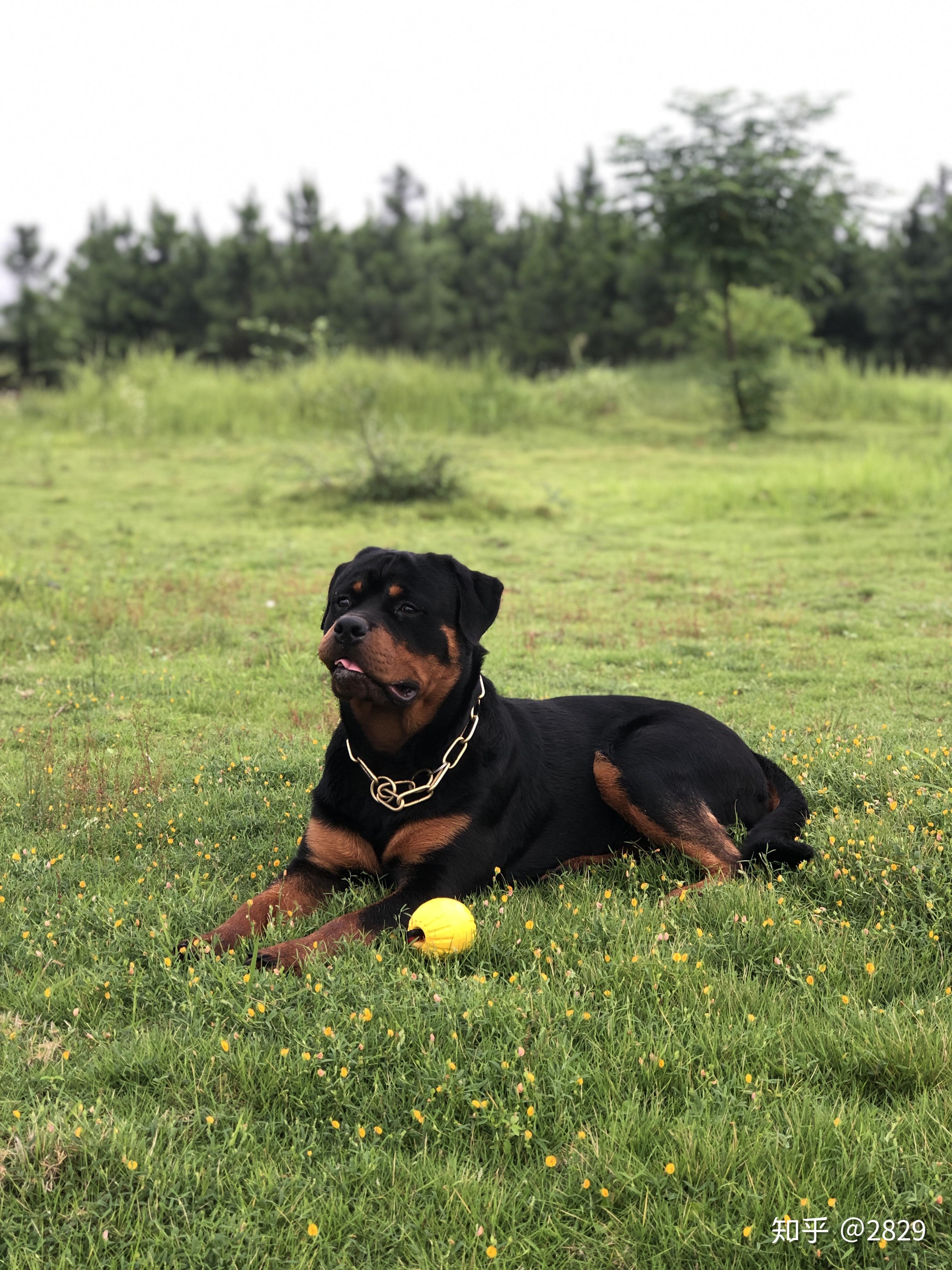 想养一只罗威纳这种大型比较烈的犬应该去那里买啊养起来有什么需要