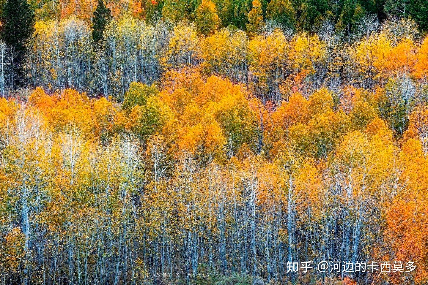 寿命最长的植物是什么,能够存活多长时间? - 知乎